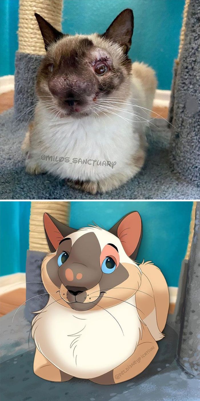 As pessoas enviam fotos de seus animais de estimação para este artista (45 fotos) 39