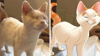 As pessoas enviam fotos de seus animais de estimação para este artista (45 fotos) 10