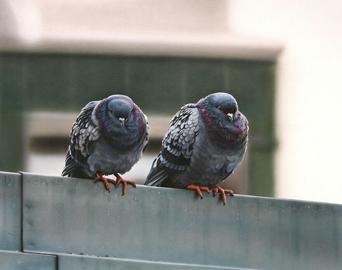 As pinturas deste artista parecem muito realista que acaba parecendo uma fotografia (32 fotos) 33