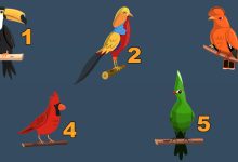 Escolha uma ave e descubra algo sobre sua personalidade 7