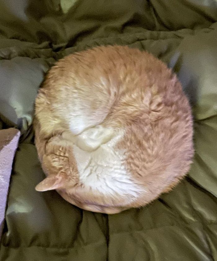 15 fotos agradáveis ​​que gritam a palavra perfeição 3