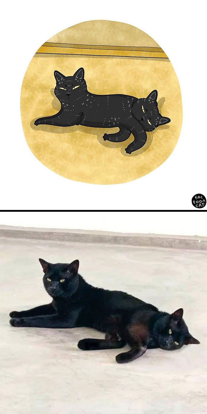 34 Fotos engraçadas de gatos virais ilustradas por este artista 2