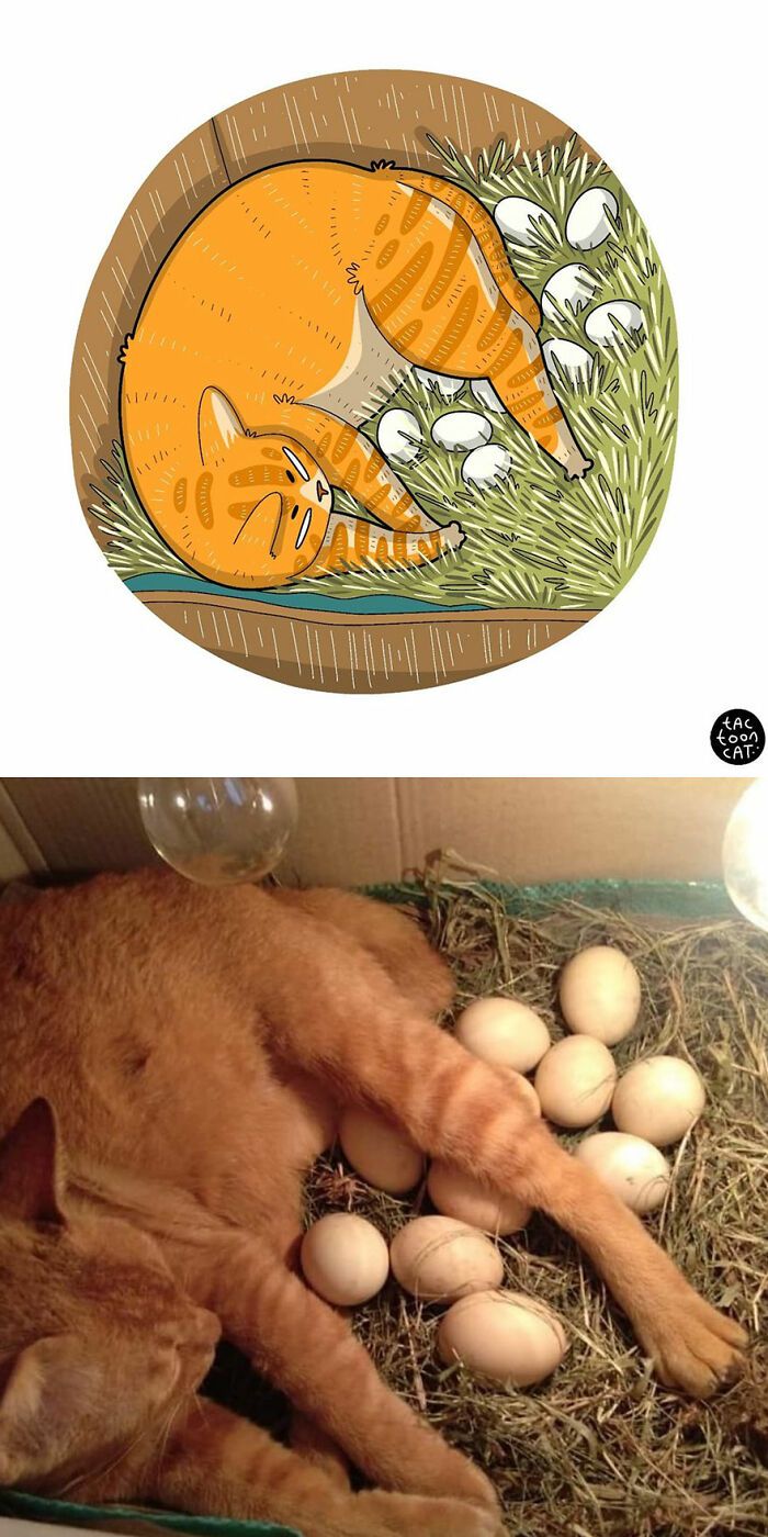 34 Fotos engraçadas de gatos virais ilustradas por este artista 9