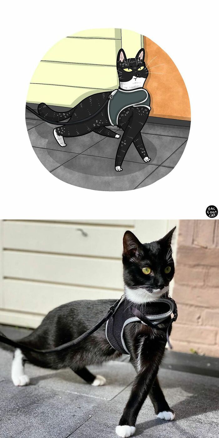 34 Fotos engraçadas de gatos virais ilustradas por este artista 22