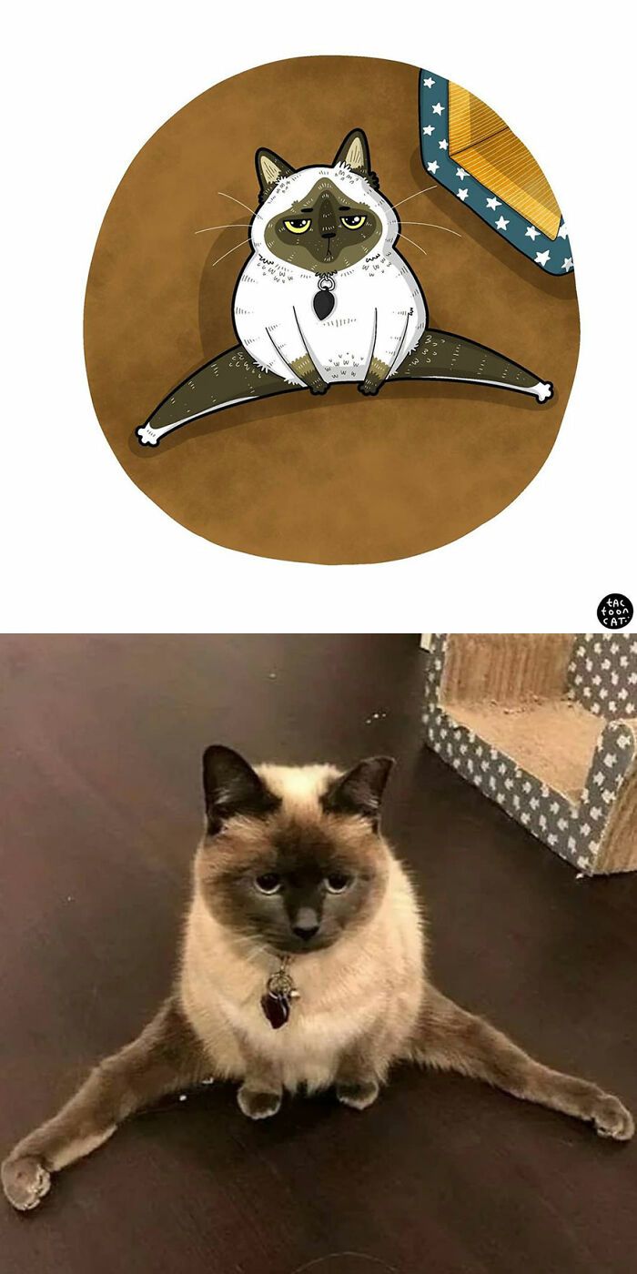 34 Fotos engraçadas de gatos virais ilustradas por este artista 29