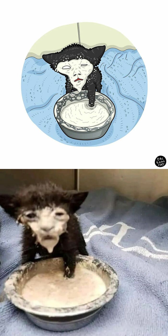 34 Fotos engraçadas de gatos virais ilustradas por este artista 34