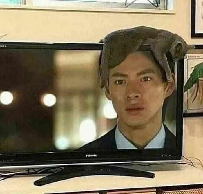 43 fotos engraçadas e fofas de animais tirados no meio de suas travessuras 5