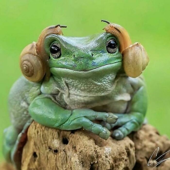 43 fotos engraçadas e fofas de animais tirados no meio de suas travessuras 10