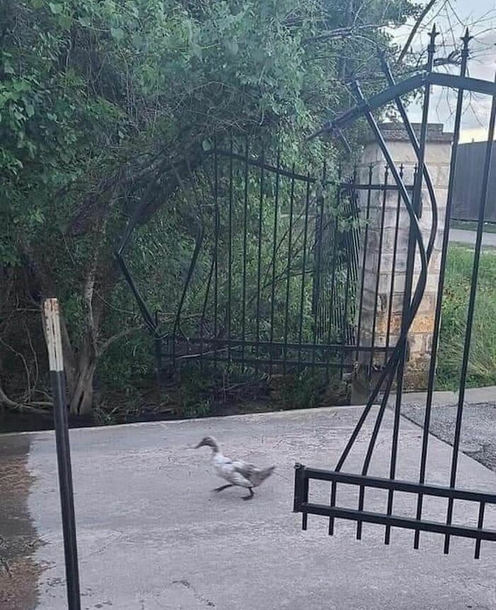 43 fotos engraçadas e fofas de animais tirados no meio de suas travessuras 20