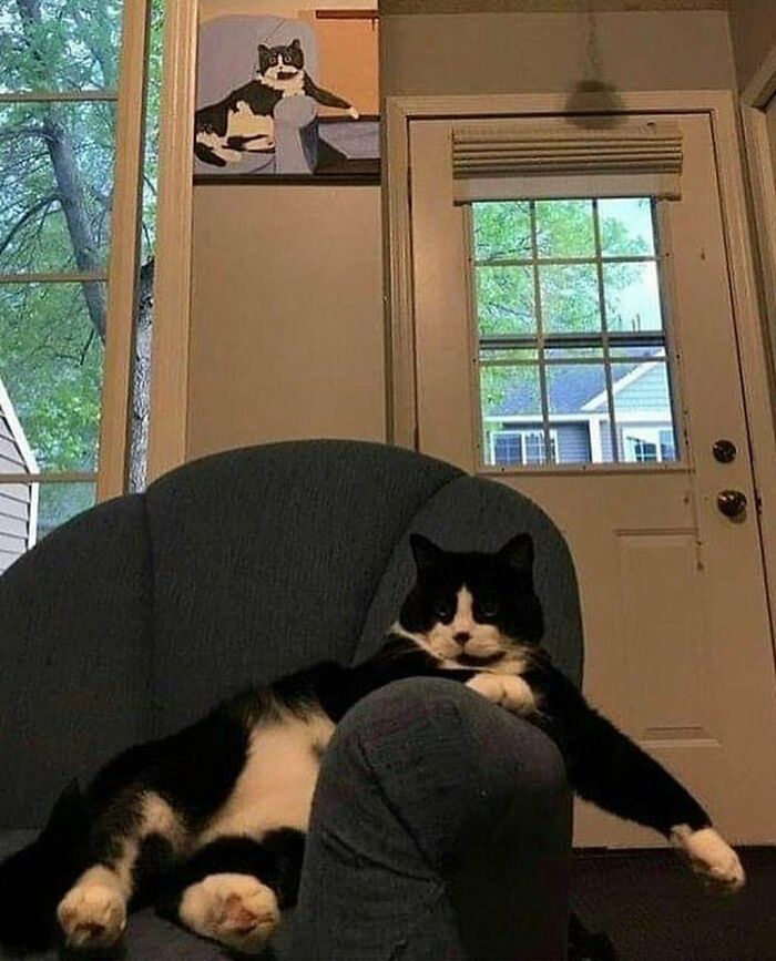 43 fotos engraçadas e fofas de animais tirados no meio de suas travessuras 21