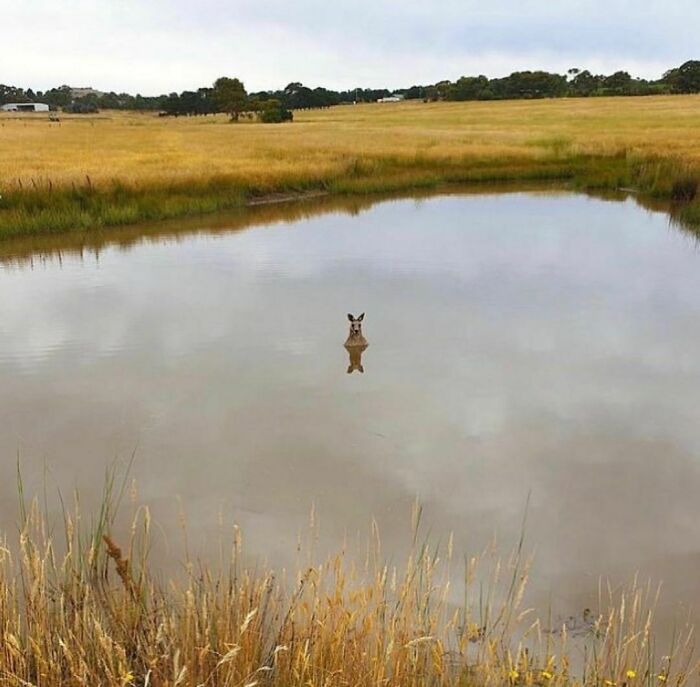 43 fotos engraçadas e fofas de animais tirados no meio de suas travessuras 29