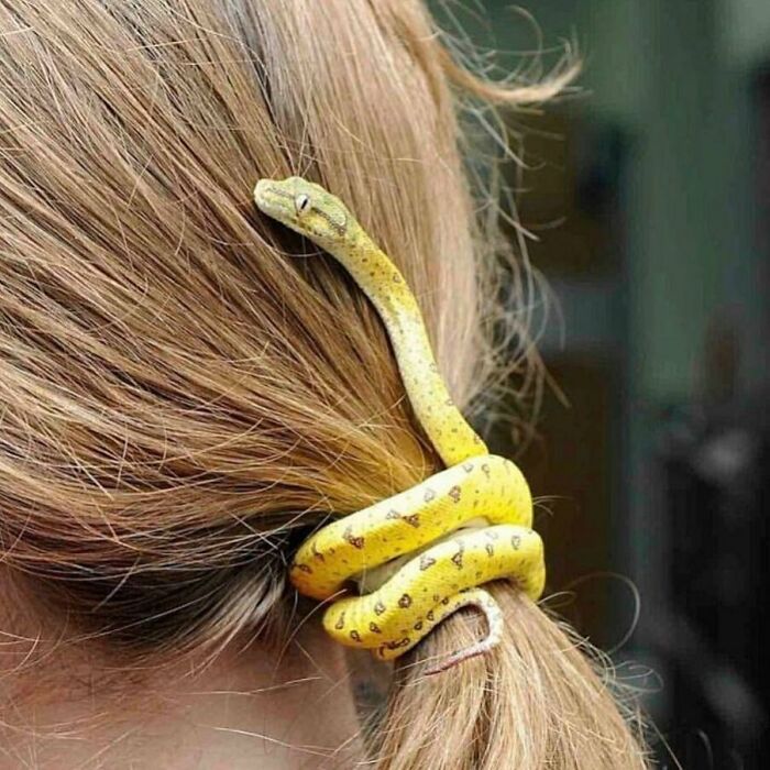 43 fotos engraçadas e fofas de animais tirados no meio de suas travessuras 30