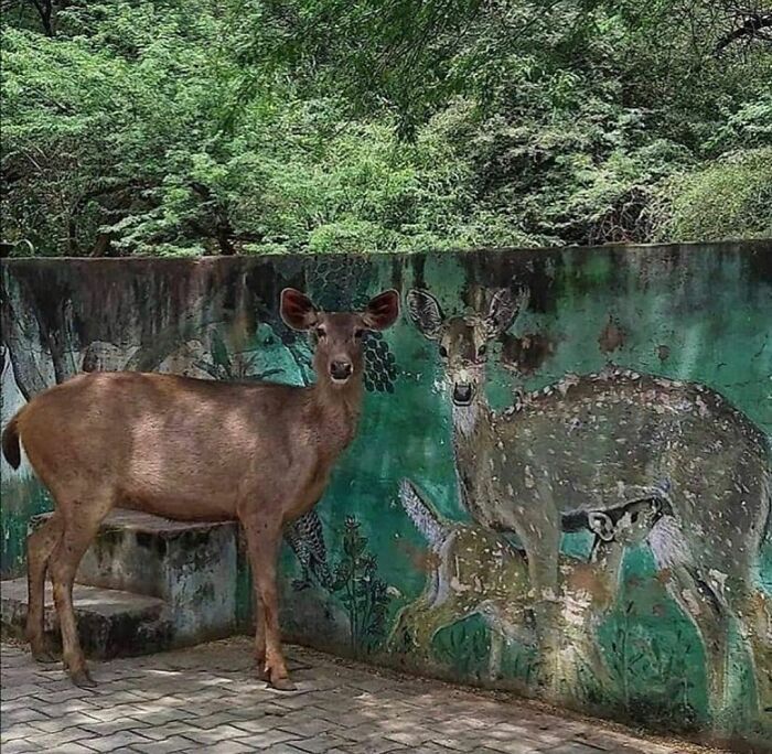 43 fotos engraçadas e fofas de animais tirados no meio de suas travessuras 31