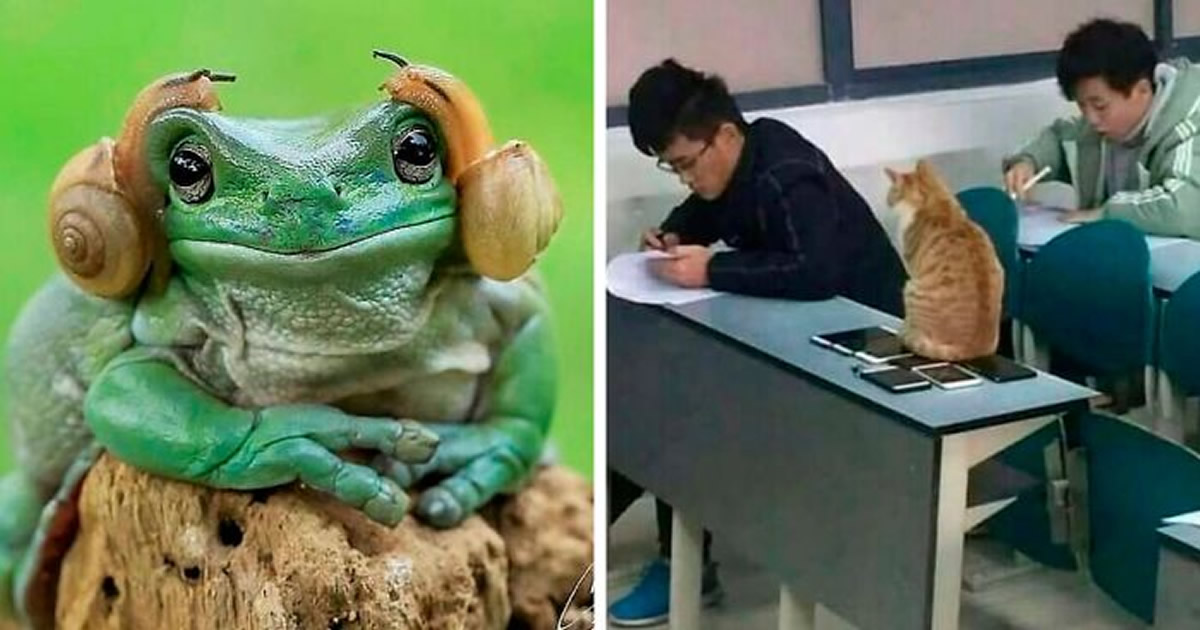 43 fotos engraçadas e fofas de animais tirados no meio de suas travessuras