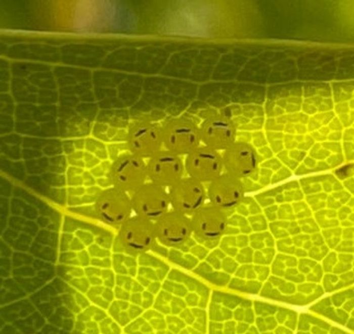 19 fotos que capturaram o momento exato em que a vida começou a ficar meio estranha 4