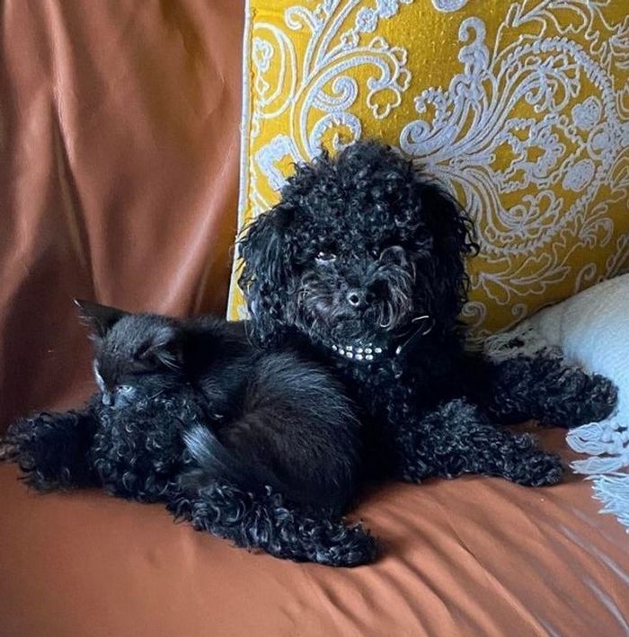 19 fotos que capturaram o momento exato em que a vida começou a ficar meio estranha 8