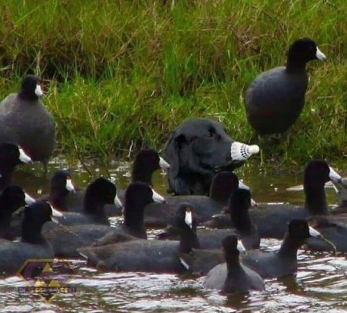 26 fotos que escondem verdadeiros mestres da camuflagem acidental 1