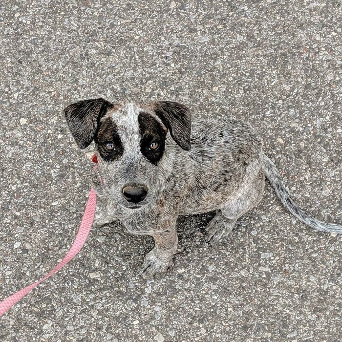 26 fotos que escondem verdadeiros mestres da camuflagem acidental 13