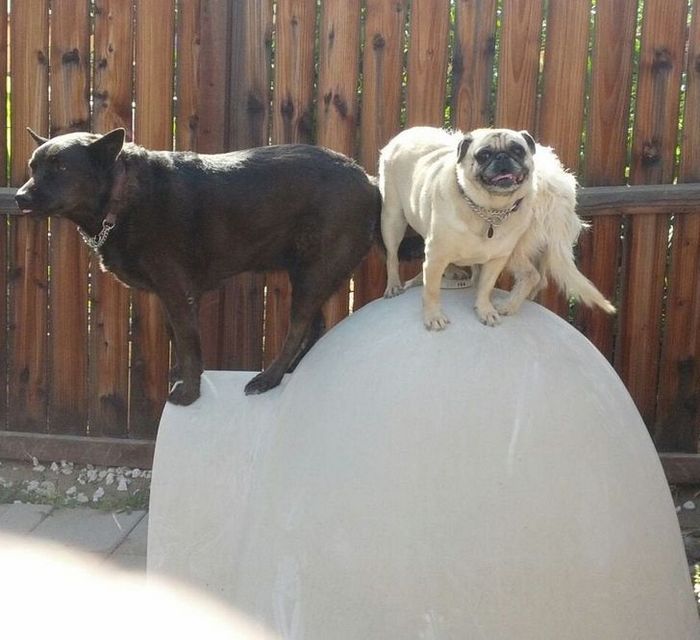 16 fotos que vão fazer você se sentir como se estivesse assistindo a um stand up comedy 10