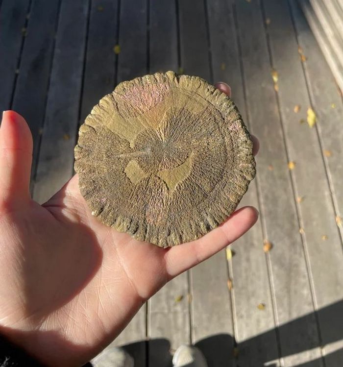 17 pessoas que desvendaram mistérios envolvendo achados incomum 2