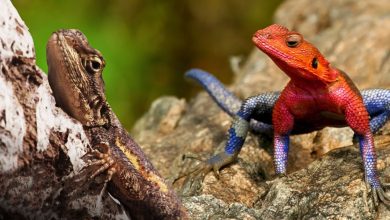 Répteis raros e estranhos que você não conhece 7