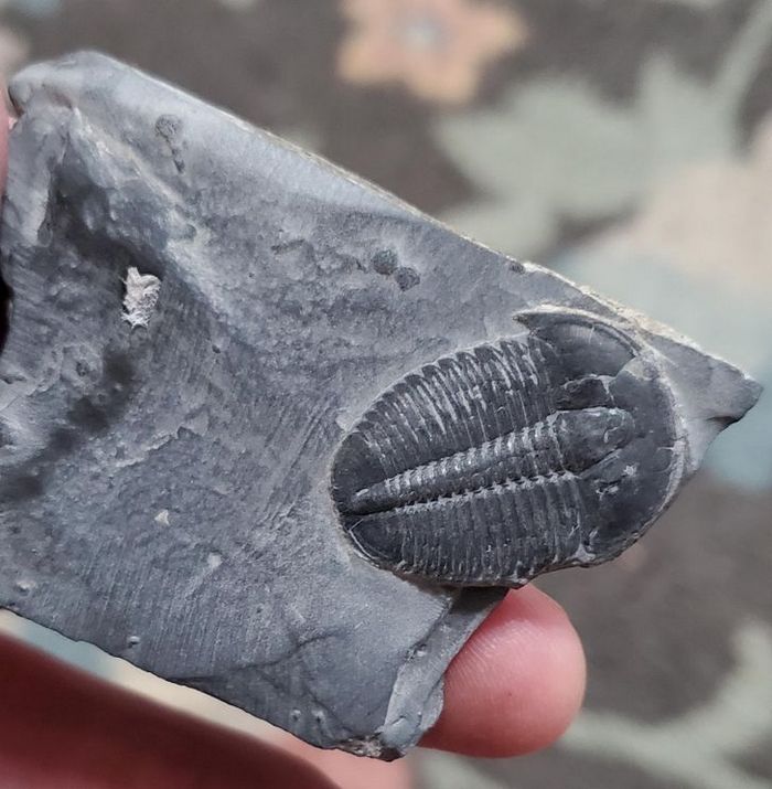 22 vezes que as pessoas não esperavam nada e ficaram surpresas 11