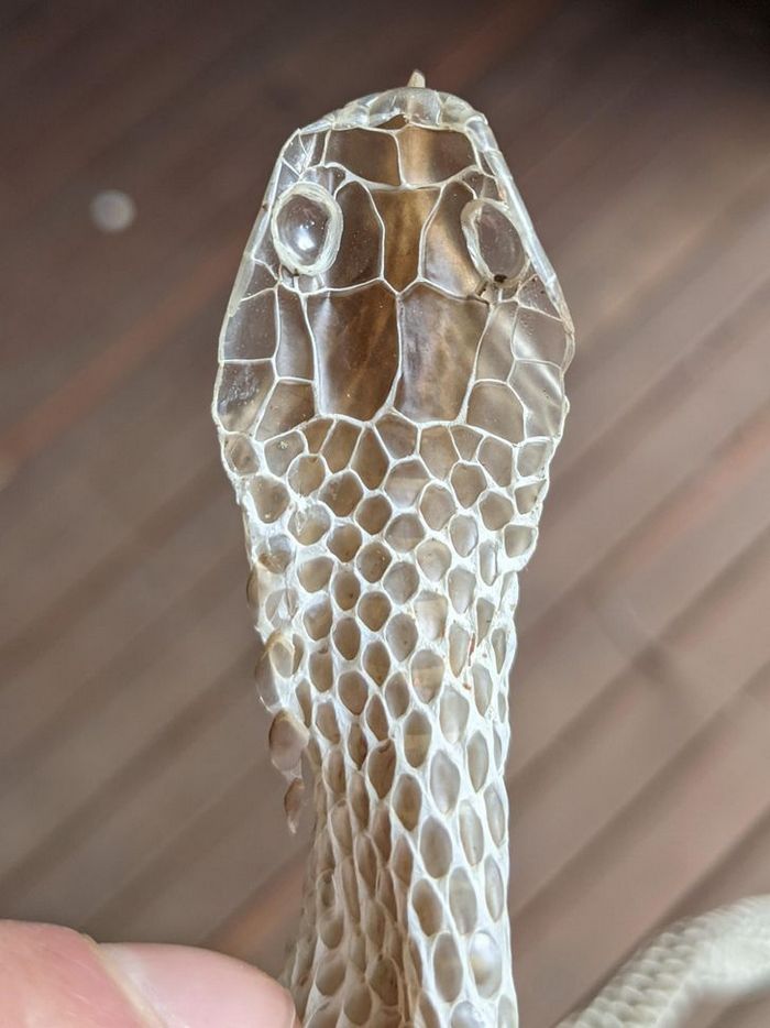 22 vezes que as pessoas não esperavam nada e ficaram surpresas 22