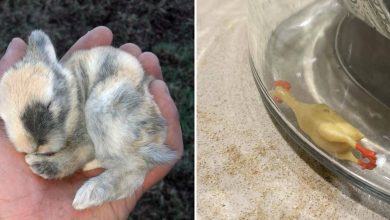 22 vezes que as pessoas não esperavam nada e ficaram surpresas 52