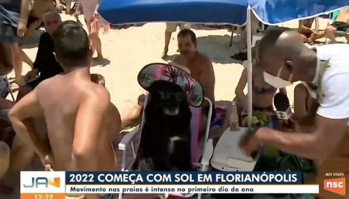 Conheça o cachorro curtindo a praia de óculos de sol e chapéu que viralizou 4