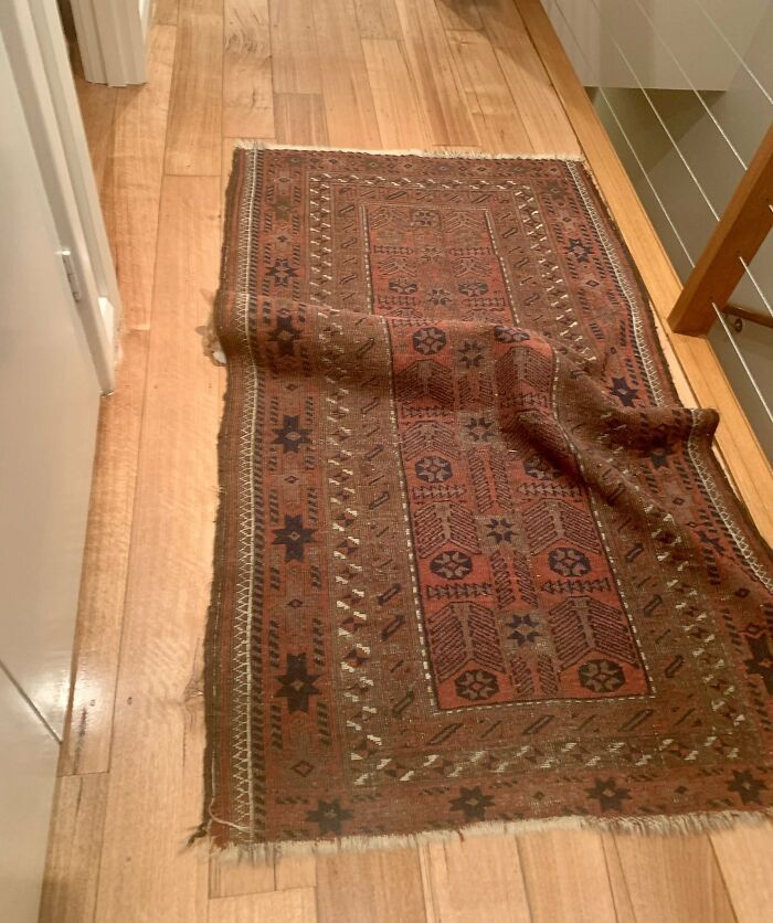 32 fotos de gatos muito bem escondidos 9