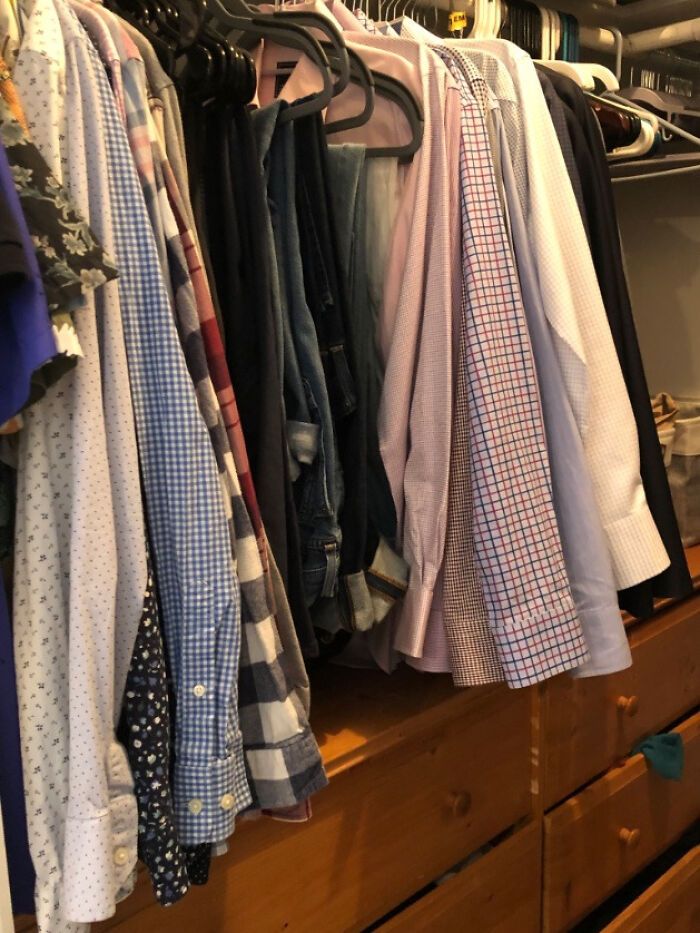 32 fotos de gatos muito bem escondidos 13