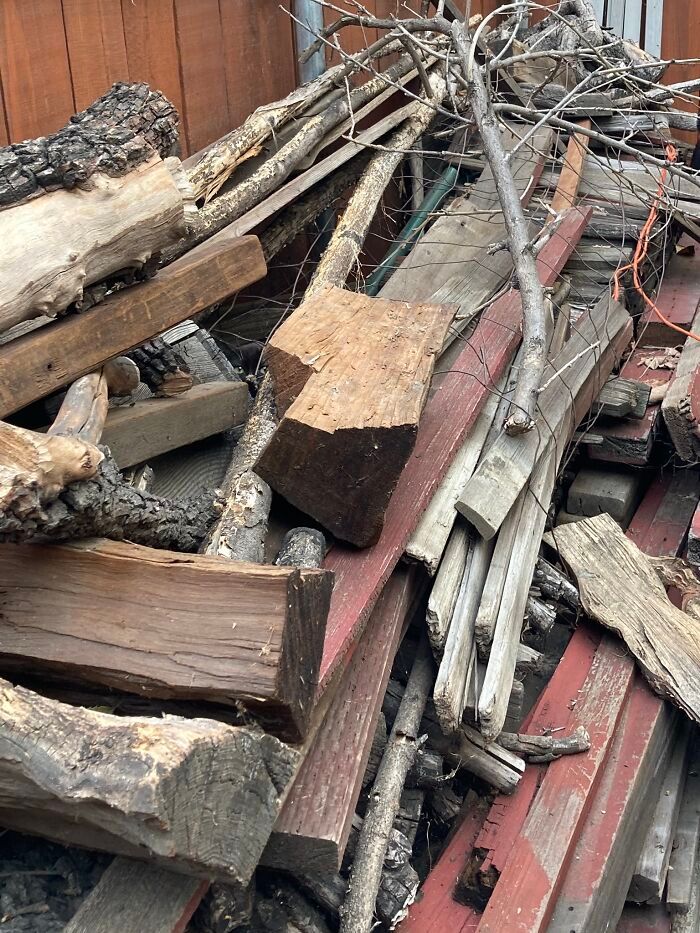 32 fotos de gatos muito bem escondidos 14