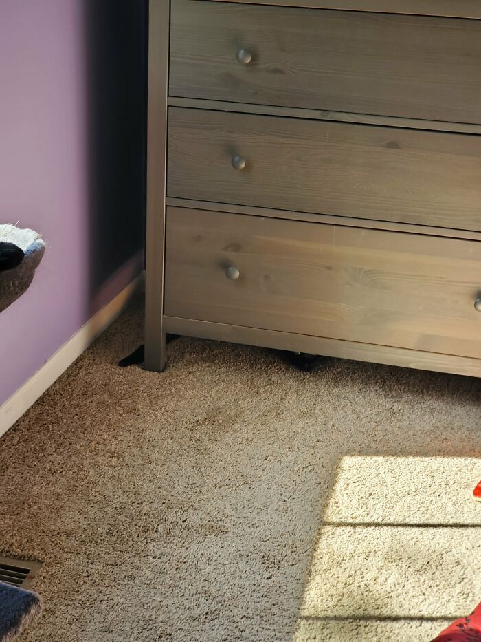 32 fotos de gatos muito bem escondidos 16