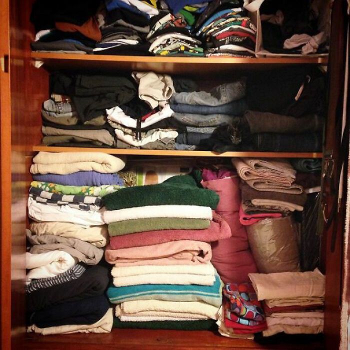 32 fotos de gatos muito bem escondidos 19