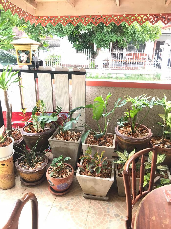 32 fotos de gatos muito bem escondidos 24