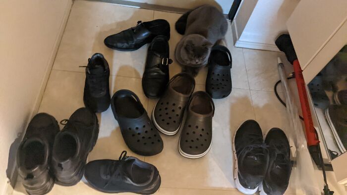 32 fotos de gatos muito bem escondidos 27