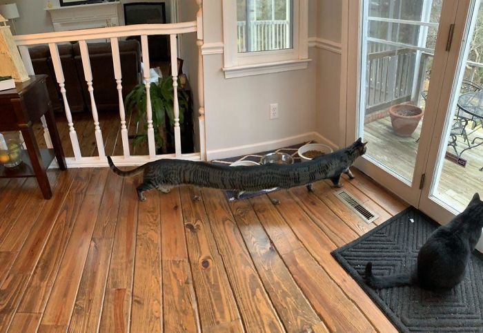 46 fotos panorâmicas de animais que deram errado e são muito engraçadas 2