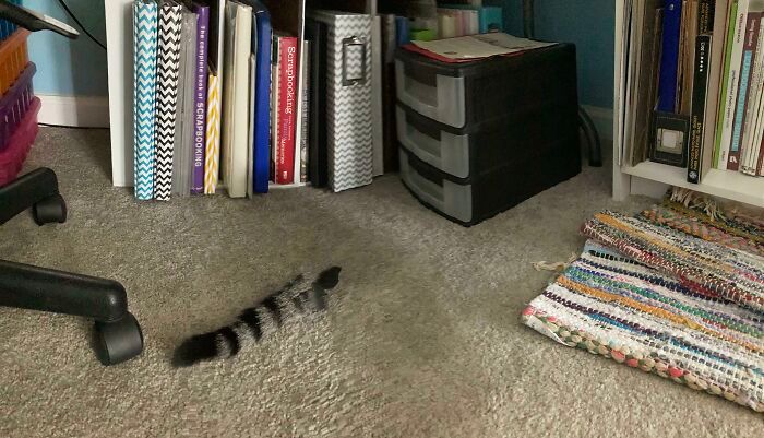 46 fotos panorâmicas de animais que deram errado e são muito engraçadas 9