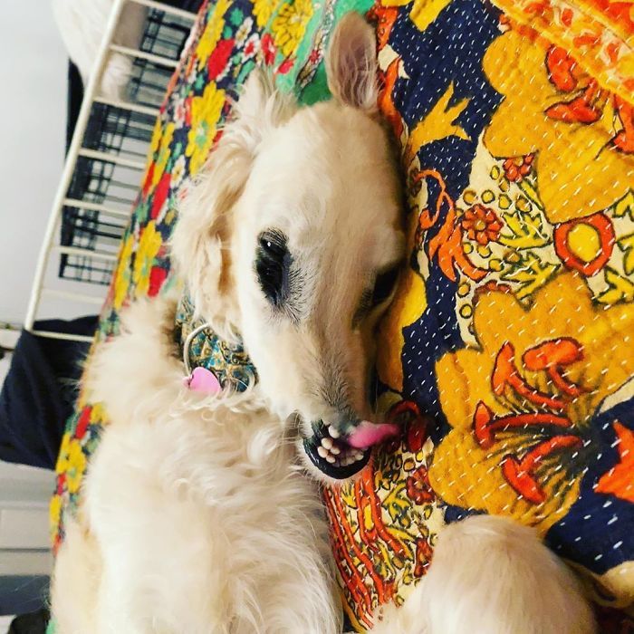 46 fotos panorâmicas de animais que deram errado e são muito engraçadas 13