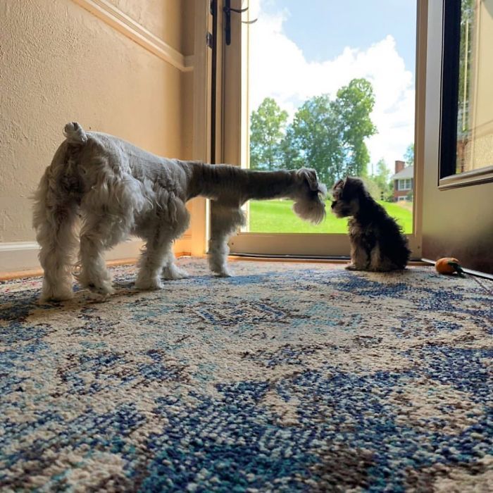 46 fotos panorâmicas de animais que deram errado e são muito engraçadas 16