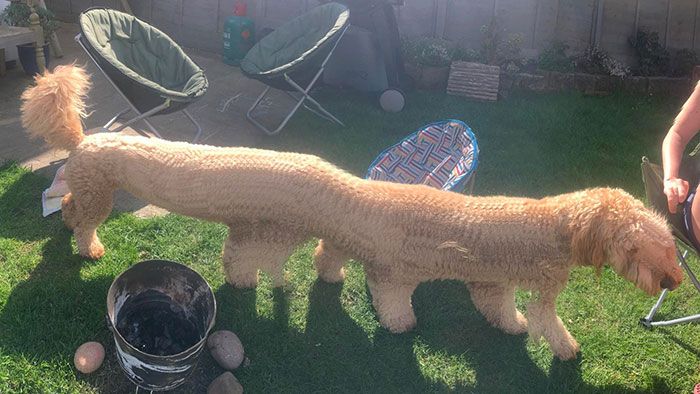 46 fotos panorâmicas de animais que deram errado e são muito engraçadas 18