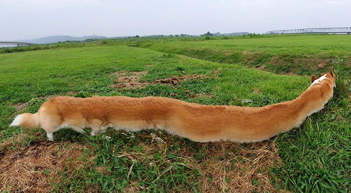 46 fotos panorâmicas de animais que deram errado e são muito engraçadas 19