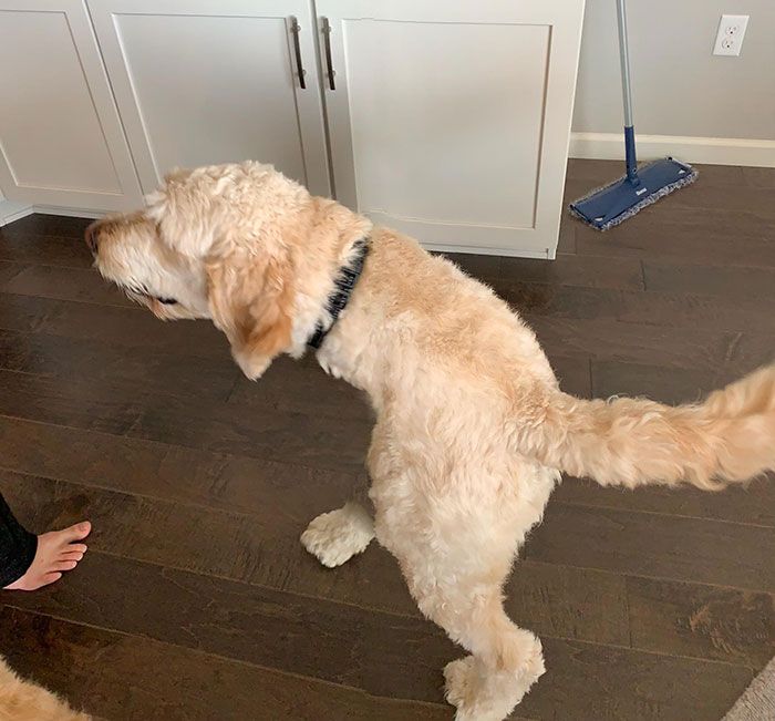 46 fotos panorâmicas de animais que deram errado e são muito engraçadas 21