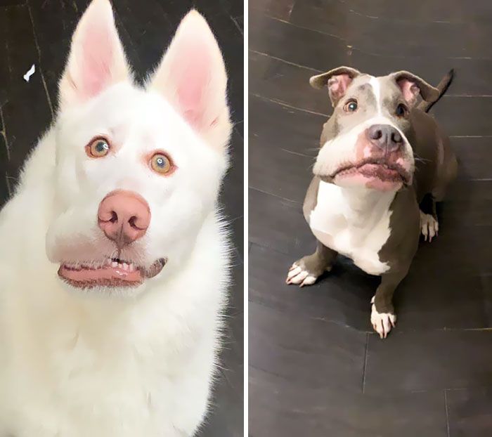 46 fotos panorâmicas de animais que deram errado e são muito engraçadas 27