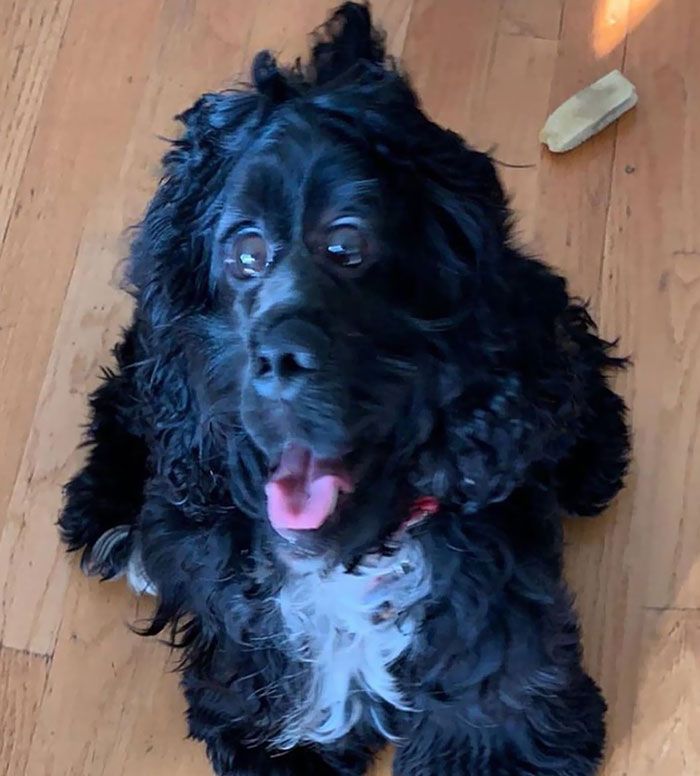 46 fotos panorâmicas de animais que deram errado e são muito engraçadas 29