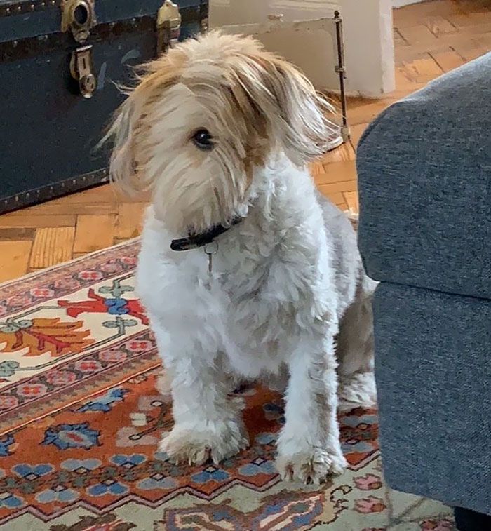 46 fotos panorâmicas de animais que deram errado e são muito engraçadas 31