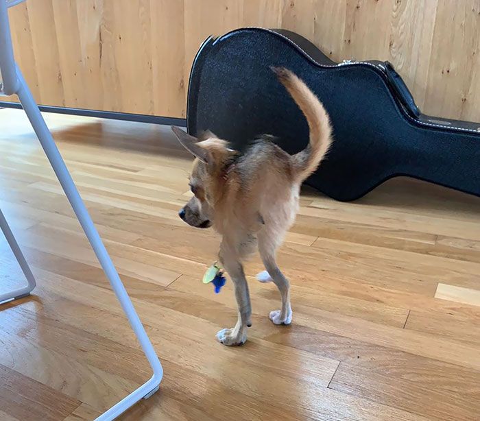 46 fotos panorâmicas de animais que deram errado e são muito engraçadas 32