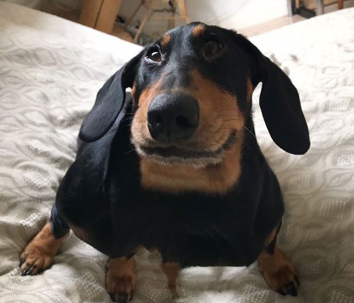 46 fotos panorâmicas de animais que deram errado e são muito engraçadas 33