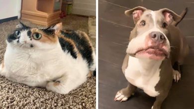 46 fotos panorâmicas de animais que deram errado e são muito engraçadas 31