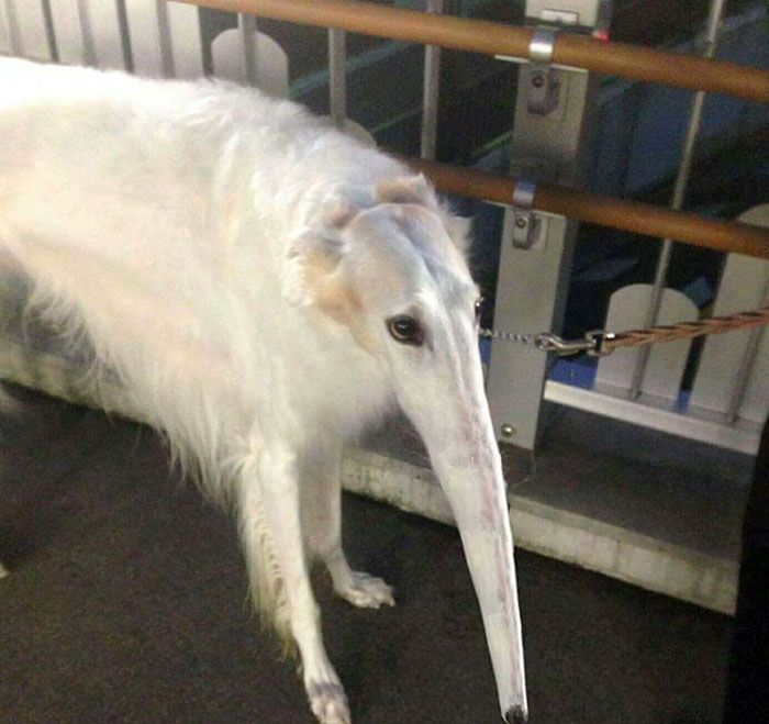 46 fotos panorâmicas de animais que deram errado e são muito engraçadas 42